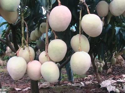 好消息!攀枝花啟動芒果深加工項目,以后想吃芒果干、芒果醬再也不用網購了!