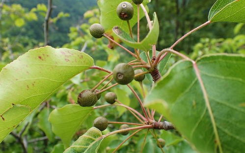 云南人的春天,吃吃吃掉整個花園