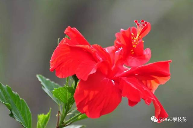 火紅的鳳凰花開了,攀枝花的夏天到了 大量高清美圖