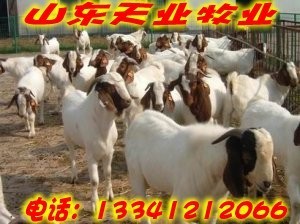 攀枝花哪里能買到改良肉牛_農副產品_世界工廠網