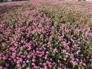 2019年四川省第二十五期花卉觀賞指數