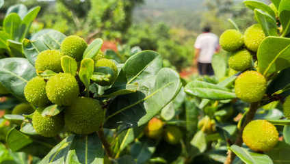 &ldquo;互聯網+&rdquo; 帶著攀枝花特色農產品走四方