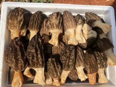 春天&ldquo;第一鮮&rdquo;上市,攀枝花這款農產品供不應求