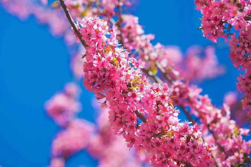 冬櫻花強勢 粉刷 攀枝花,粉色世界等你打卡