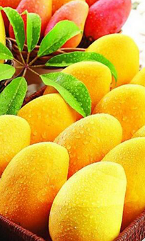 芒果批發價格_芒果采購報價_芒果產地供應