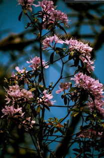 好消息 攀枝花唯一一個國家地質公園將誕生