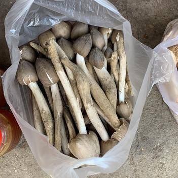 農(nóng)產(chǎn)品批發(fā)供應(yīng)商馮燕 - 惠農(nóng)網(wǎng)電腦版