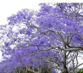 漫天紫色美到心醉 攀枝花 藍(lán)花楹節(jié) 開幕啦