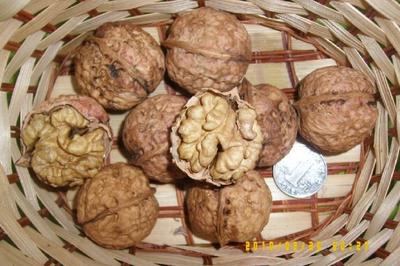 【嫁接李子樹苗】?jī)r(jià)格、產(chǎn)品供應(yīng),嫁接李子樹苗廠家批發(fā)-1024商務(wù)網(wǎng)