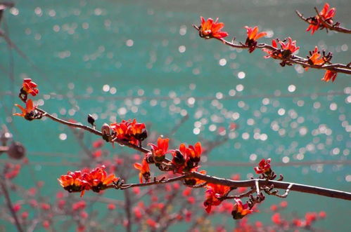 攀枝花，紅了攀枝花